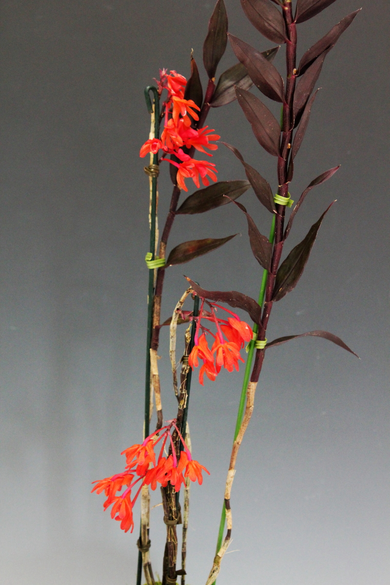 小型株第3位 - Dendrobium trichostomum　笠原隆義