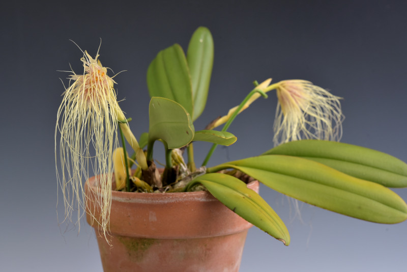 小型株第6位 - Bulbophyllum medusae　三宅八郎