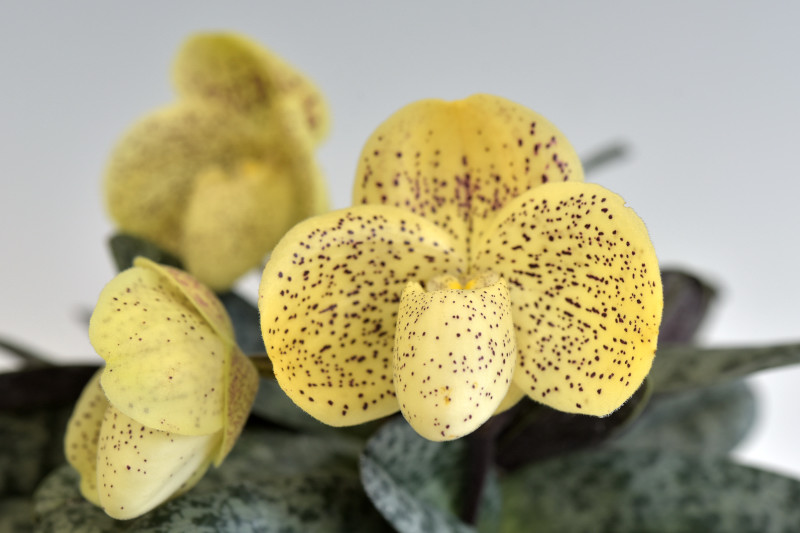 小型株第2位 - Paphiopedilum concolor×sib ('Yellow & Round'×'New Dimension')　丹羽一樹