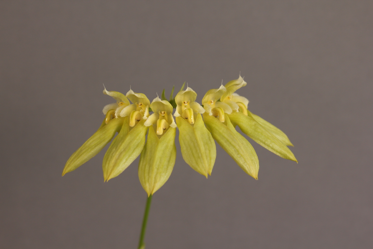 小型株第7位 - Bulbophyllum longiflorum　唐木善孝
