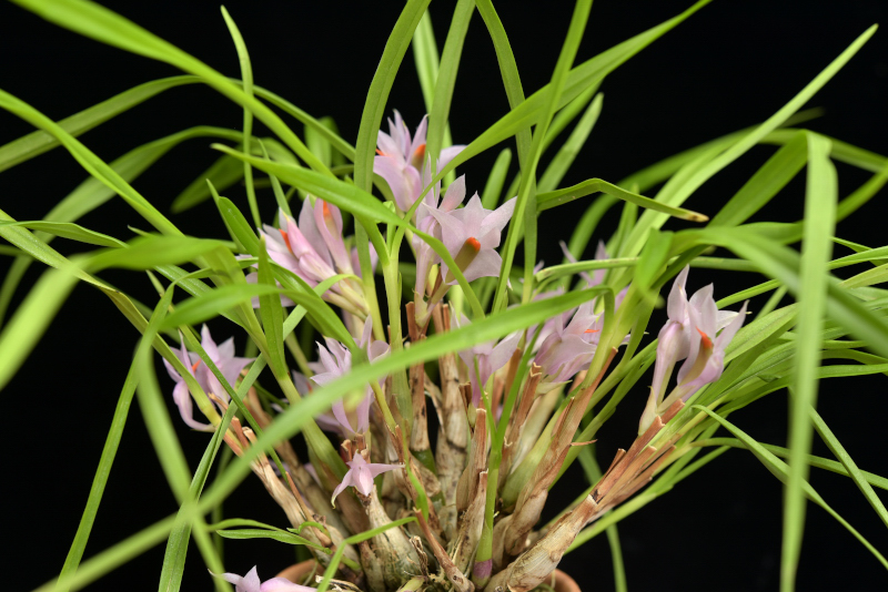 小型株第4位 - Dendrobium violaceum　里見武志