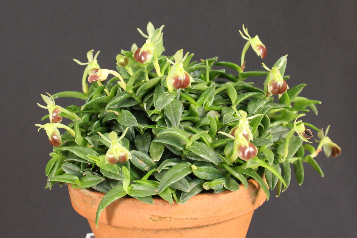 小型株第6位 - Epidendrum porpax　堀　恵和子