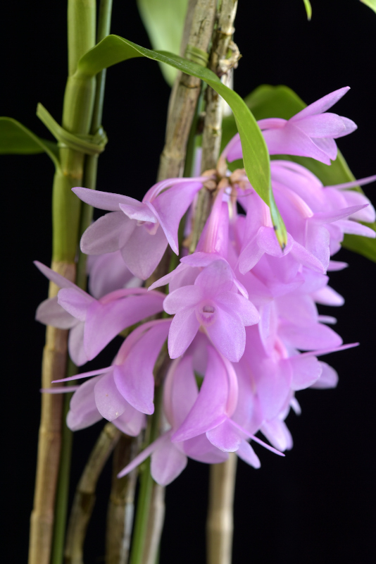 大型株第2位 - Dendrobium sp. (Maluku諸島産)　笠原隆義