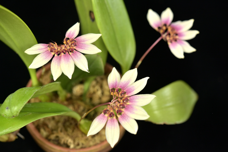 小型株第6位 - Bulbophyllum lepidum　中村好一
