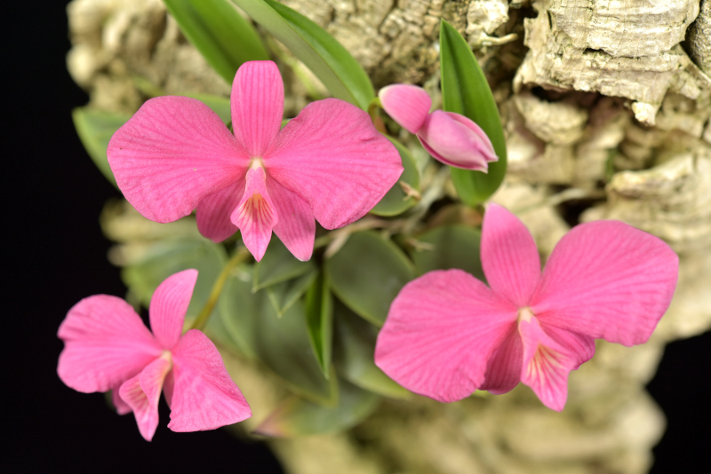 小型株第7位 - Cattleya wittigiana 'Pink Perfection'　上野幹雄