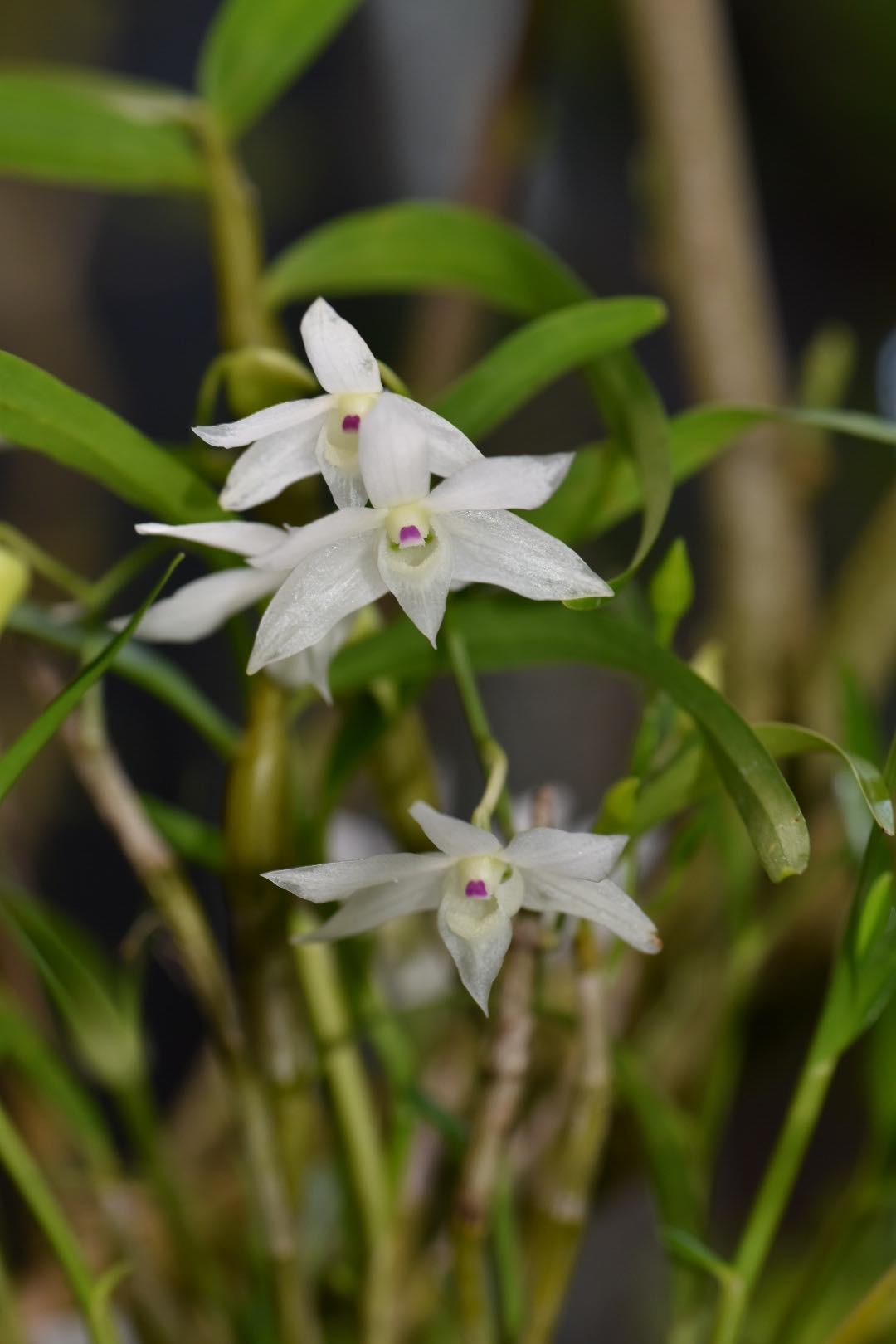 Dendrobium helcoglossum f. semialba　栽培者：菊地翔太郎