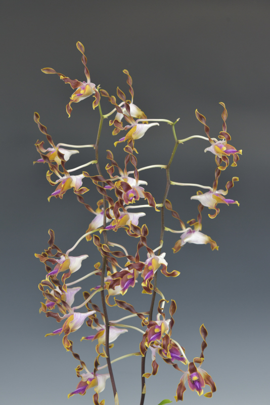 ＧＣ開花賞 - Dendrobium lasianthera (G.C. 16-09)　浜中大輔