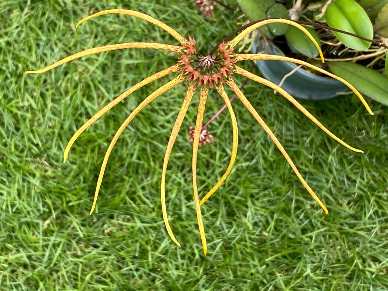 Bulbophyllum makoyanum　栽培者：唐木善孝