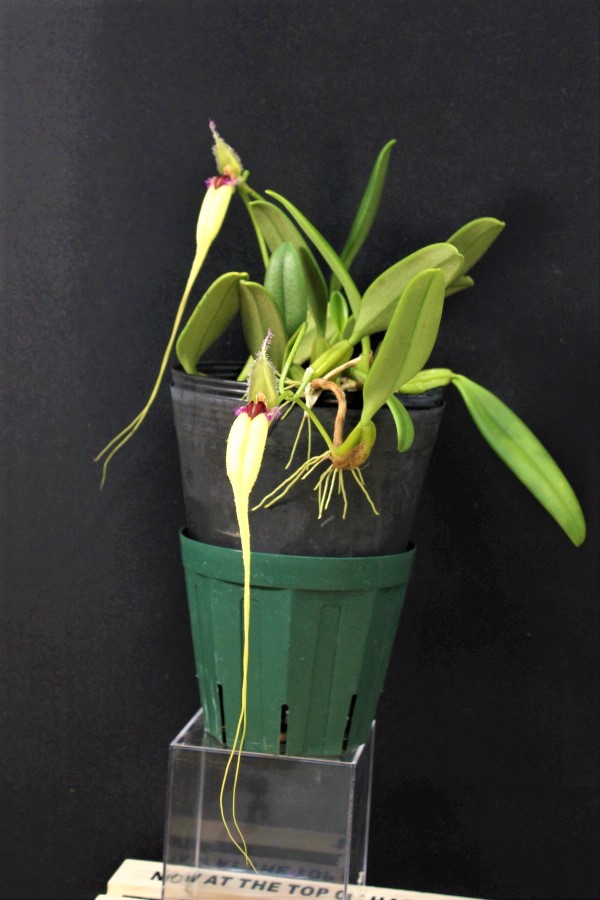 小型株第4位 - Bulbophyllum fascinator f. semialba 'Southern Cross' AM/JOS　上野幹雄