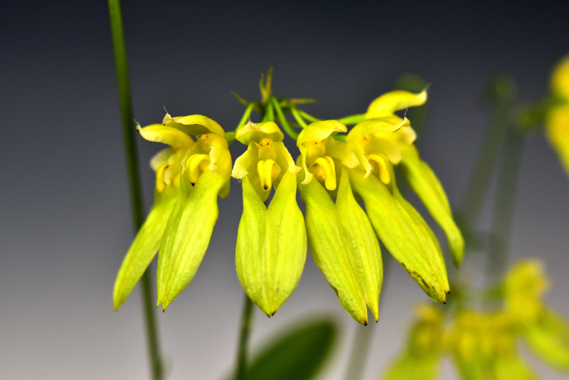 小型株第2位 - Bulbophyllum longiflorum f. album ‘MU-#1’　上野幹雄