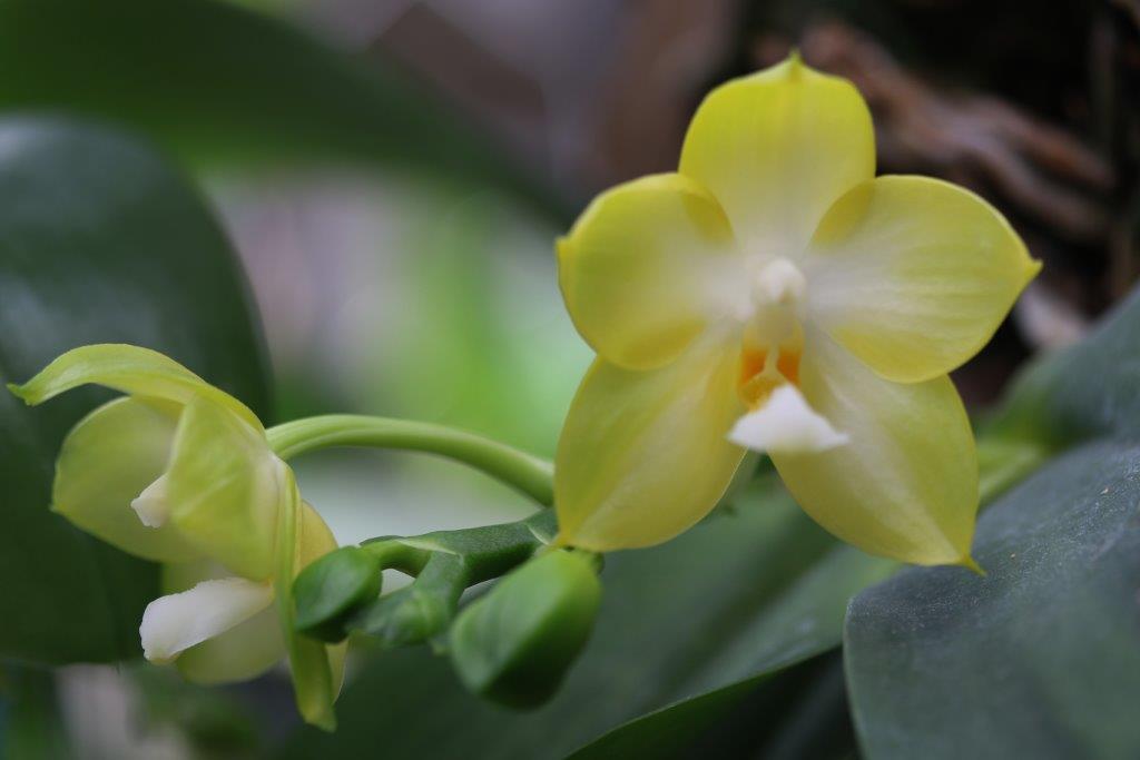 Phalaenopsis Buana Jewel f.alba　髙﨑富雄