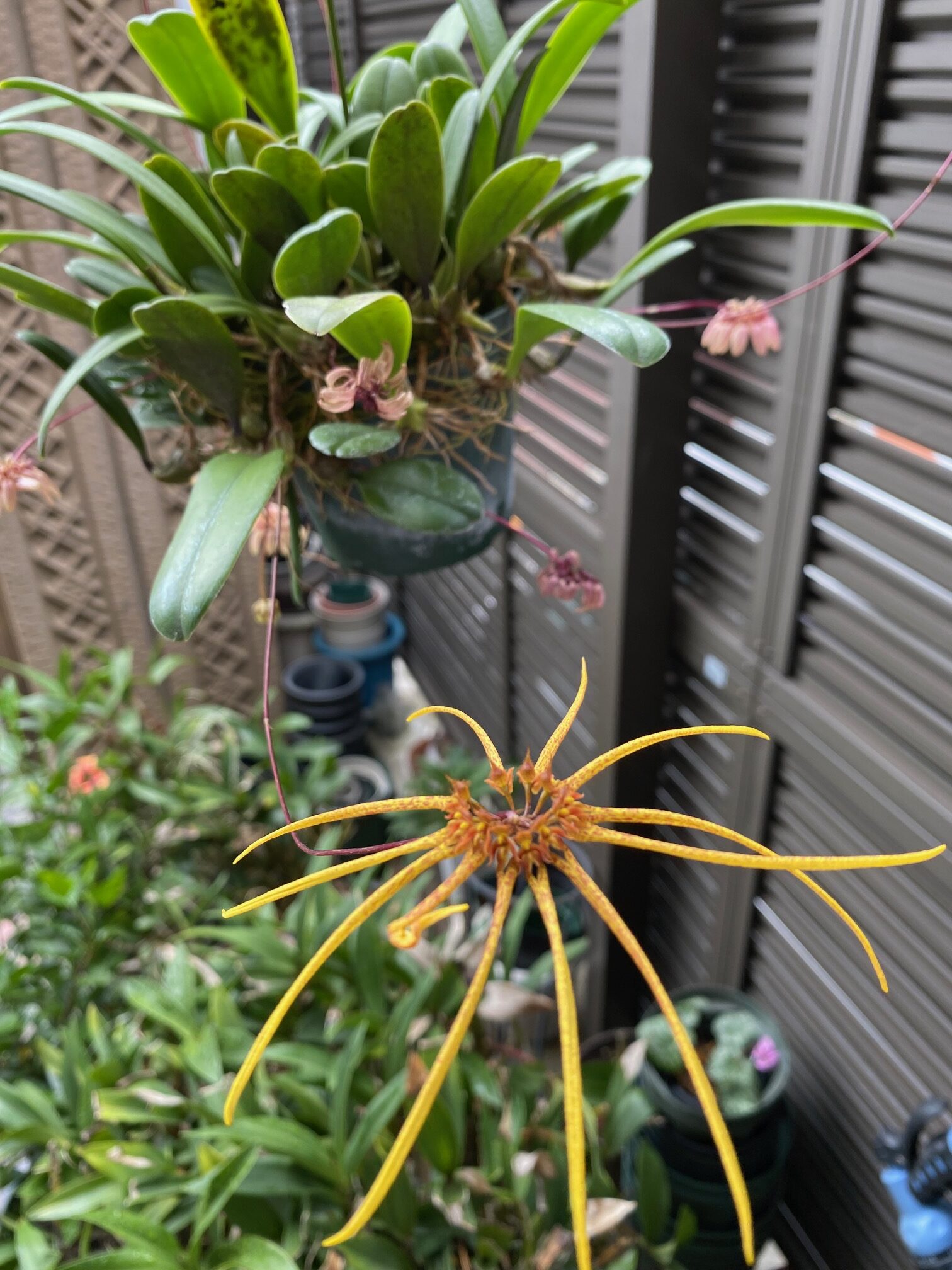 Bulbophyllum makoyanum  'Mem. Kenji'　唐木善孝