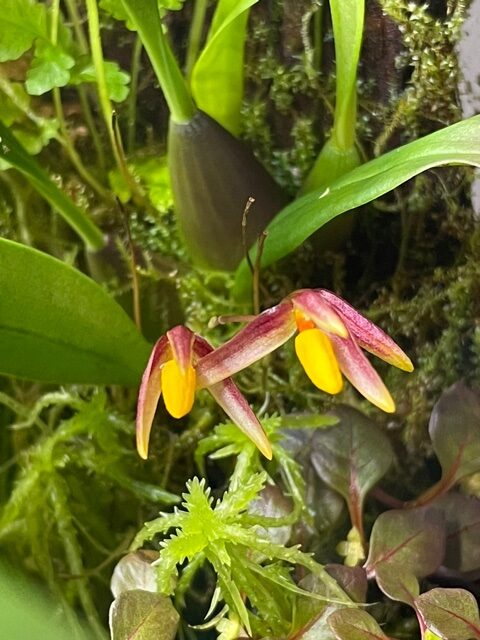 Bulbophyllum sp.  (テラリウム内開花)　栽培者：冨澤　實