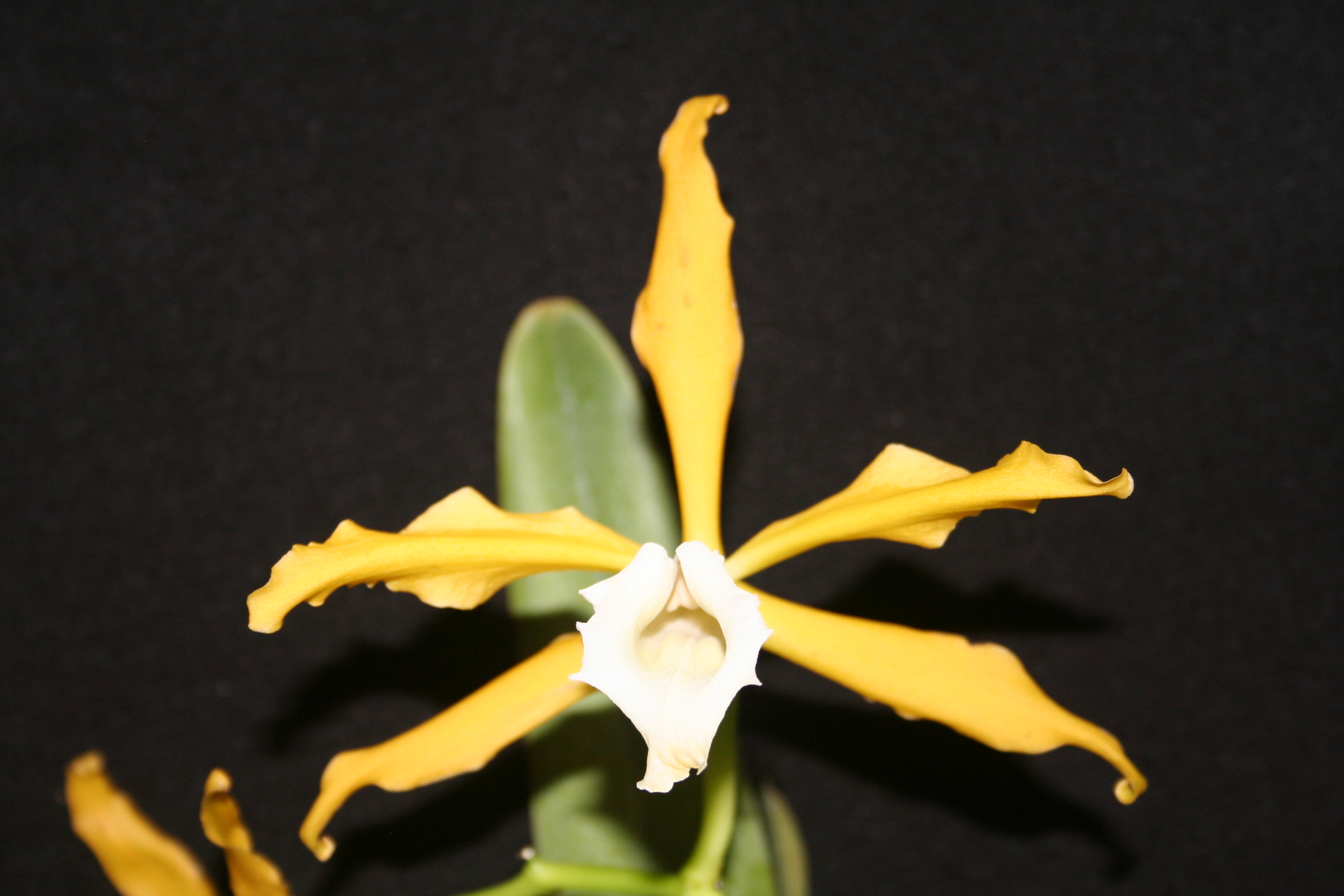 Cattleya tenebrosa f. alba　栽培者：石橋洋二郎