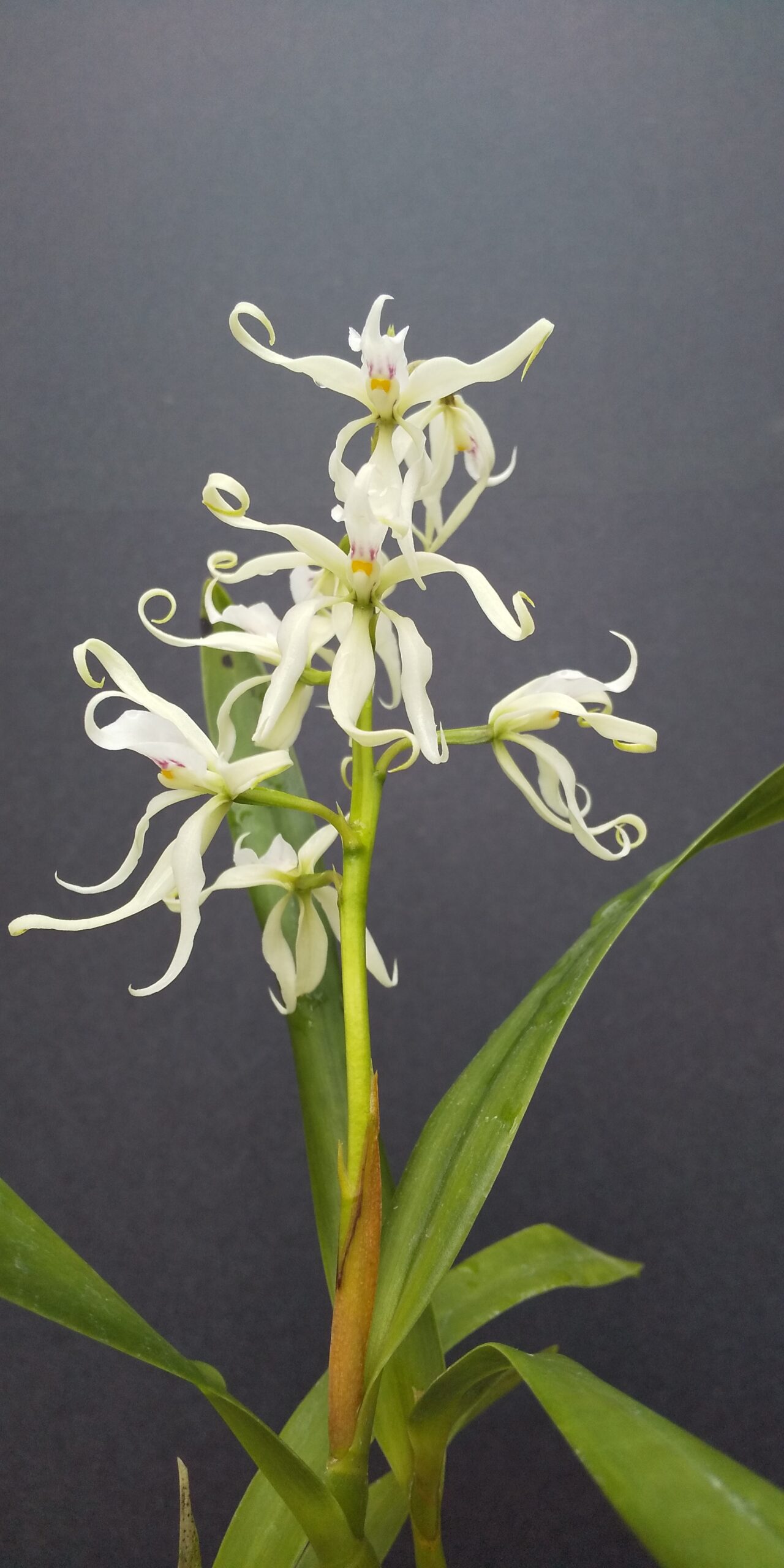 Prosthechea allemanoides　栽培者：齊藤たみ子