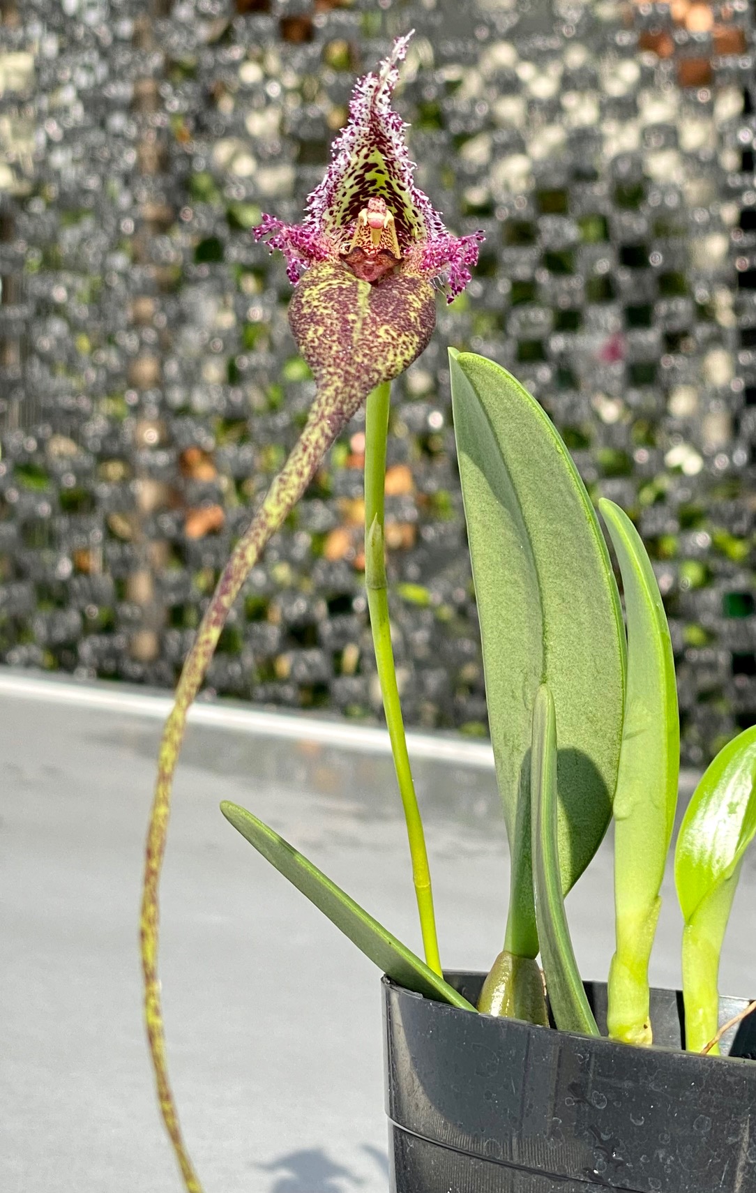 Bulbophyllum fascinator　栽培者：唐木善孝