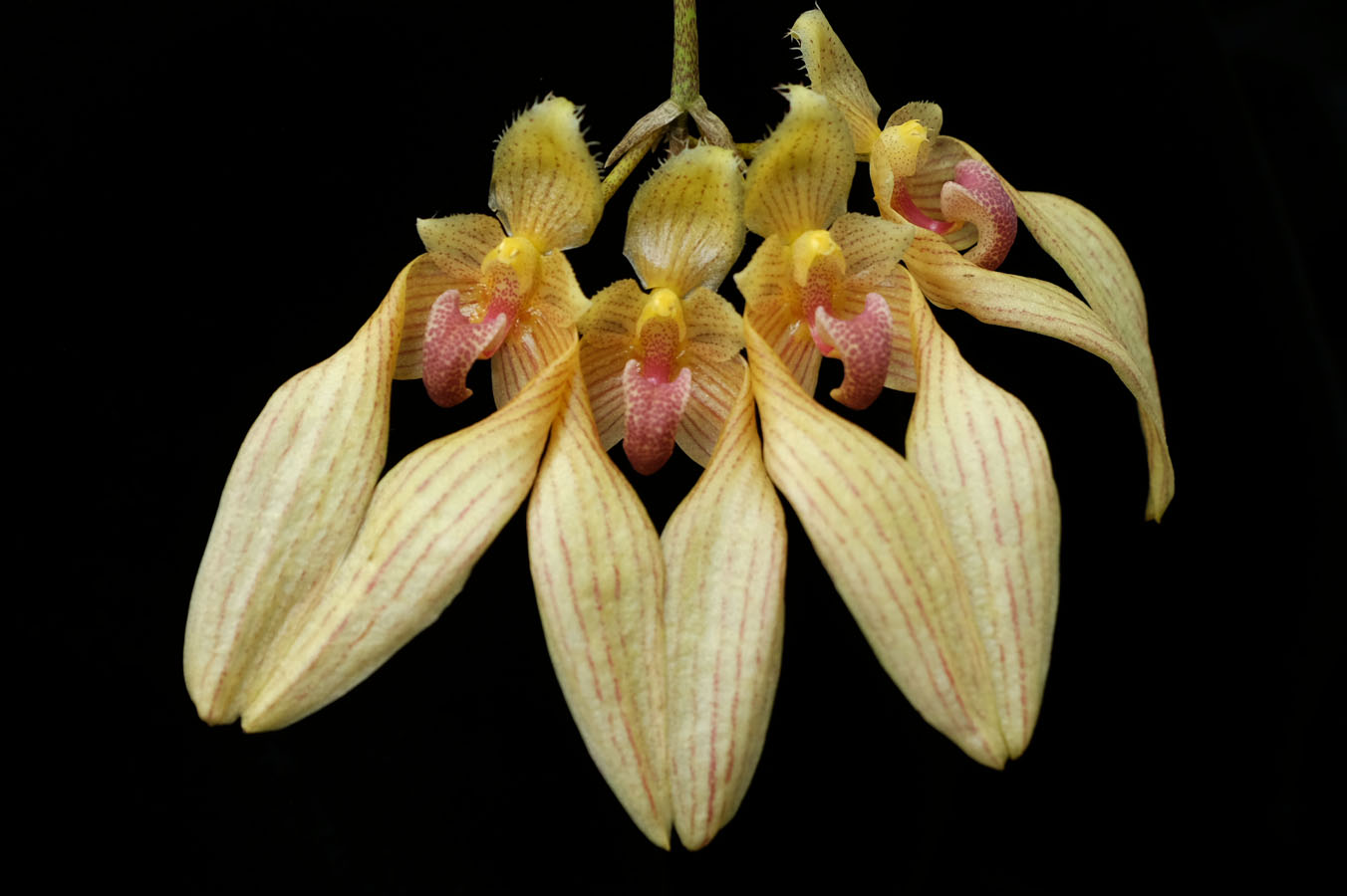 小型株第6位 - Bulbophyllum annandalei　小林斗南