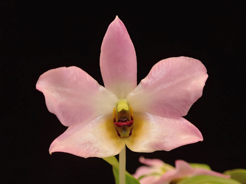 Dendrobium trantuanii Perner & X.N.Dang 2003 