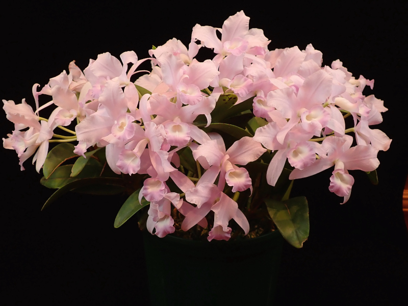 大型株第5位 - Guarianthe [C] skinneri f. coerulescens 'Orchidglade　鈴木隆夫