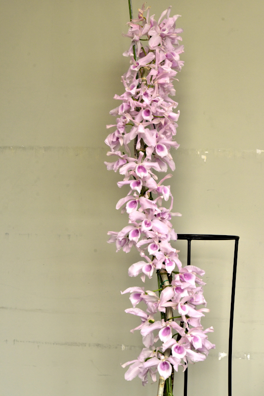 大型株第4位 - Dendrobium anosmum 'Pink10-2'　冨澤　實