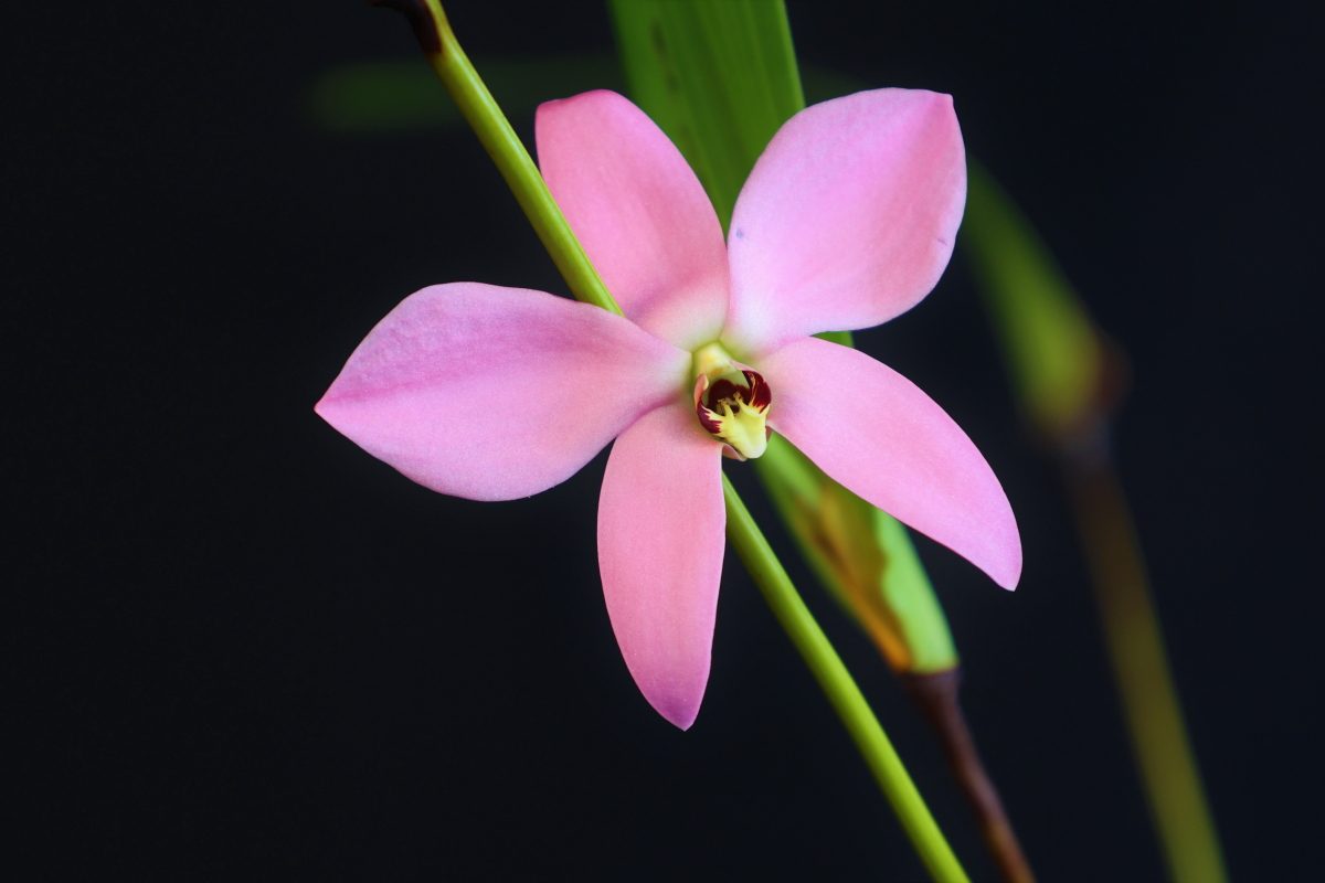 大型株第1位 - Dendrobium [Diplocaulobium] regale　清水達夫