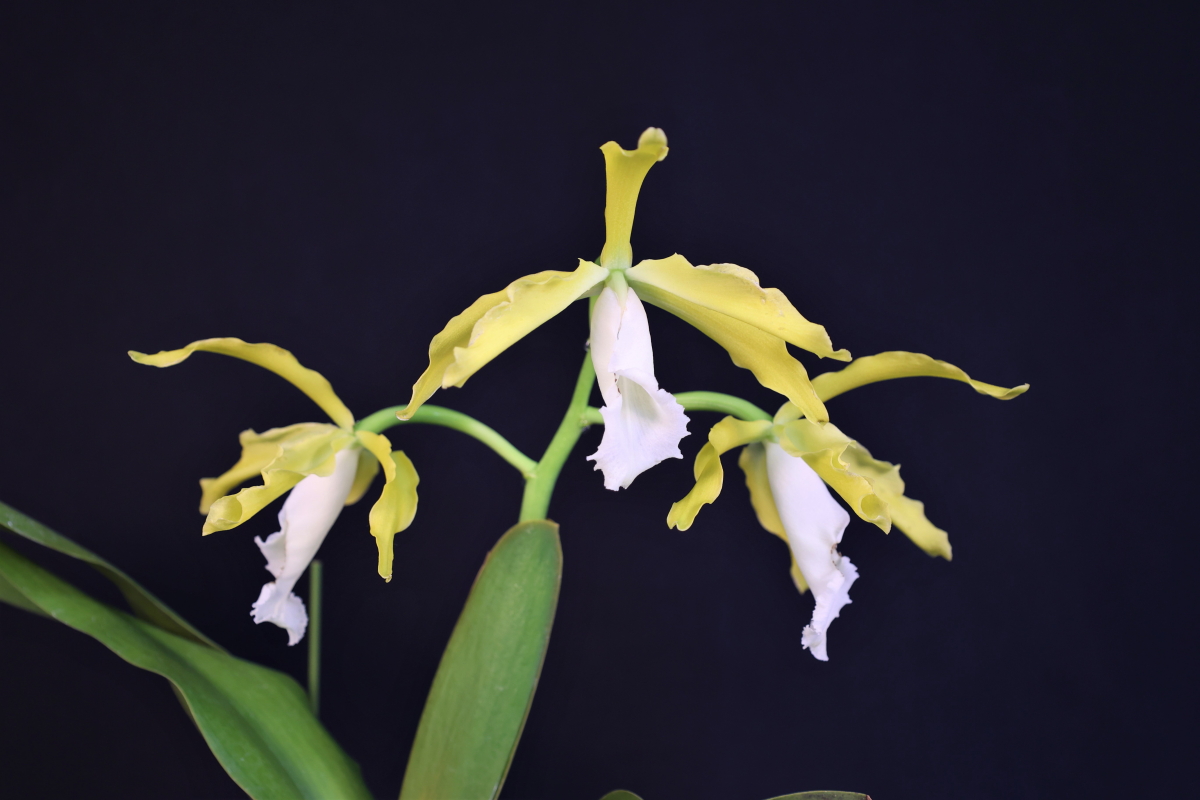 ＧＣ開花賞 - Cattleya tenebrosa (f. alba 'Megumi'×self) (G.C. 14-07)　冨澤　實