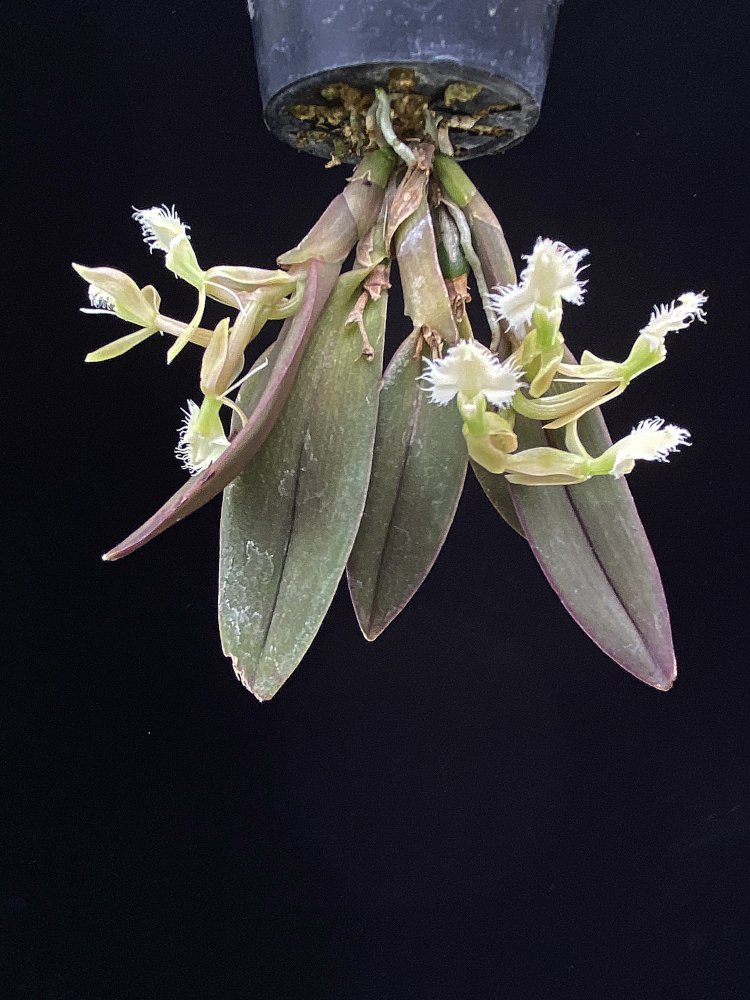Epidendrum moronense Dodson & Hágsater 1989