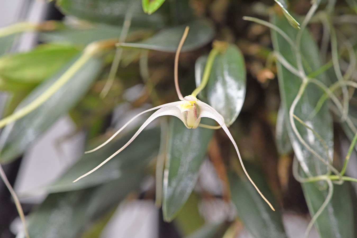 小型株第5位 - Dendrobium [Diplocaulobium] ajoebii　冨澤　實