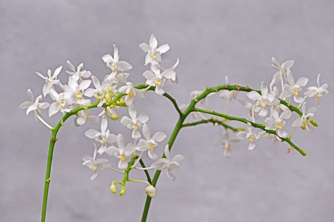 小型株第5位 - Phalaenopsis equestris f. alba × self　小野やよい