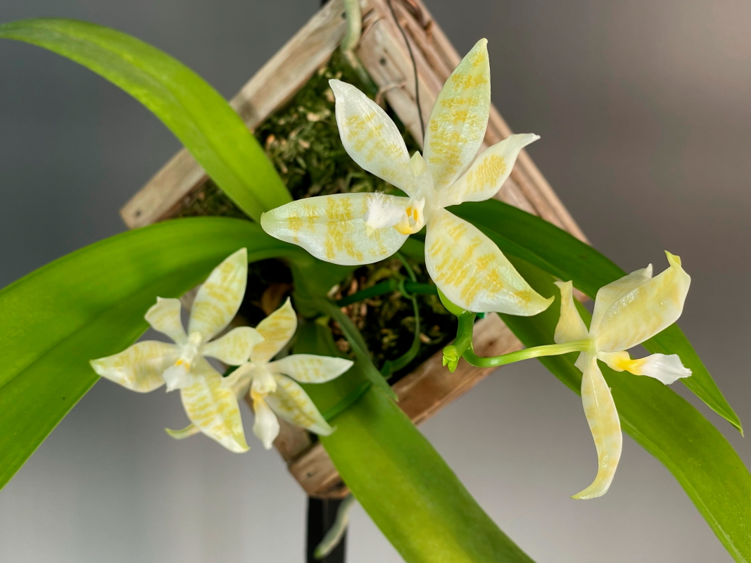 小型株第6位 - Phalaenopsis hieroglyphica f. alba　髙崎富雄