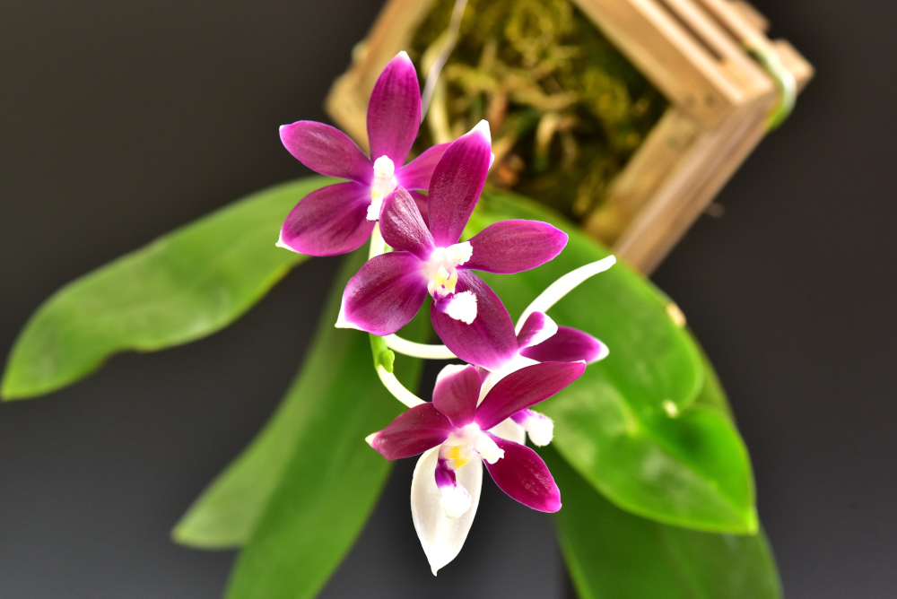 小型株第3位 - Phalaenopsis tetraspis [speciosa]　髙崎富雄