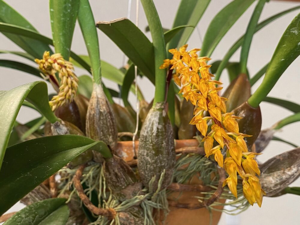 ＧＣ開花賞 - Bulbophyllum tricornoides (G.C. 15-12)　唐木善孝