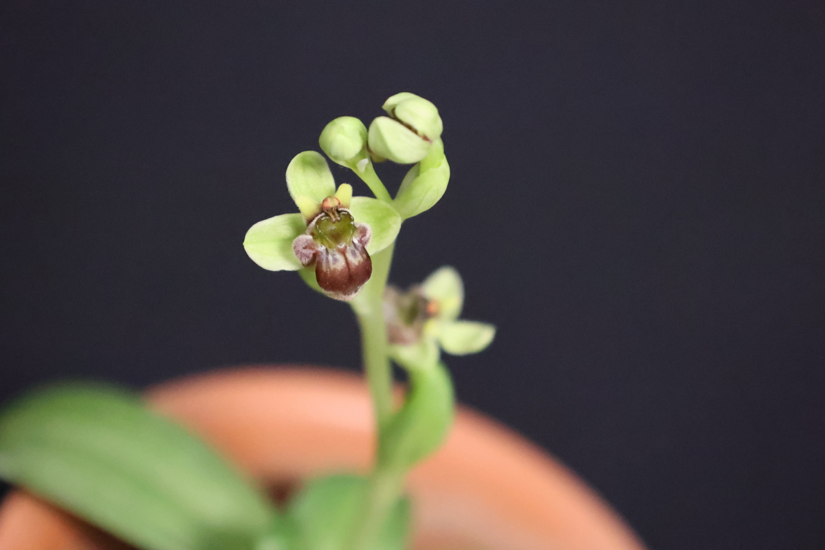 Ophrys bombyliflora Link 1800