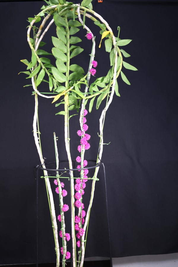 大型株第2位・栽培賞 - Dendrobium purpureum‘Maluku’　笠原隆義