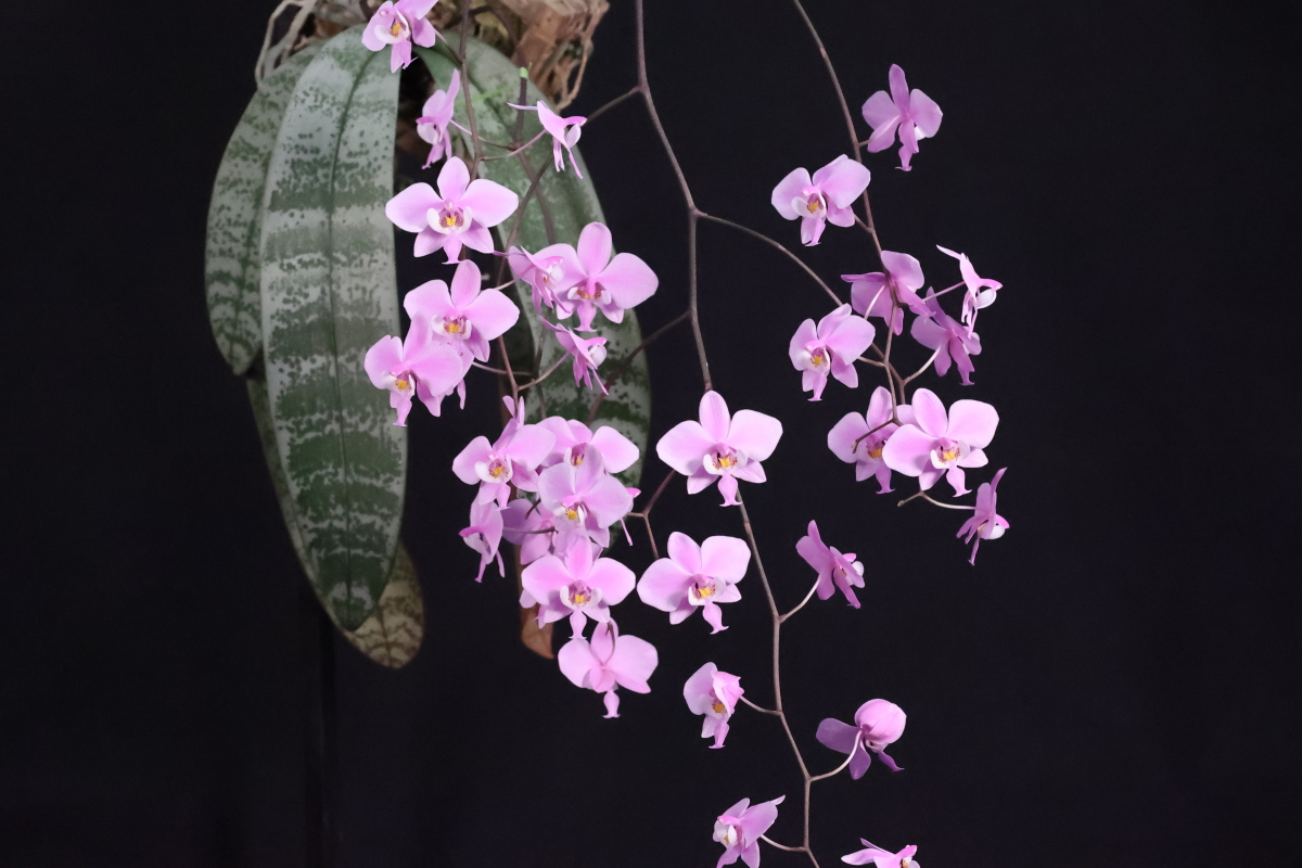 小型株第7位 - Phalaenopsis schilleriana　髙﨑富雄
