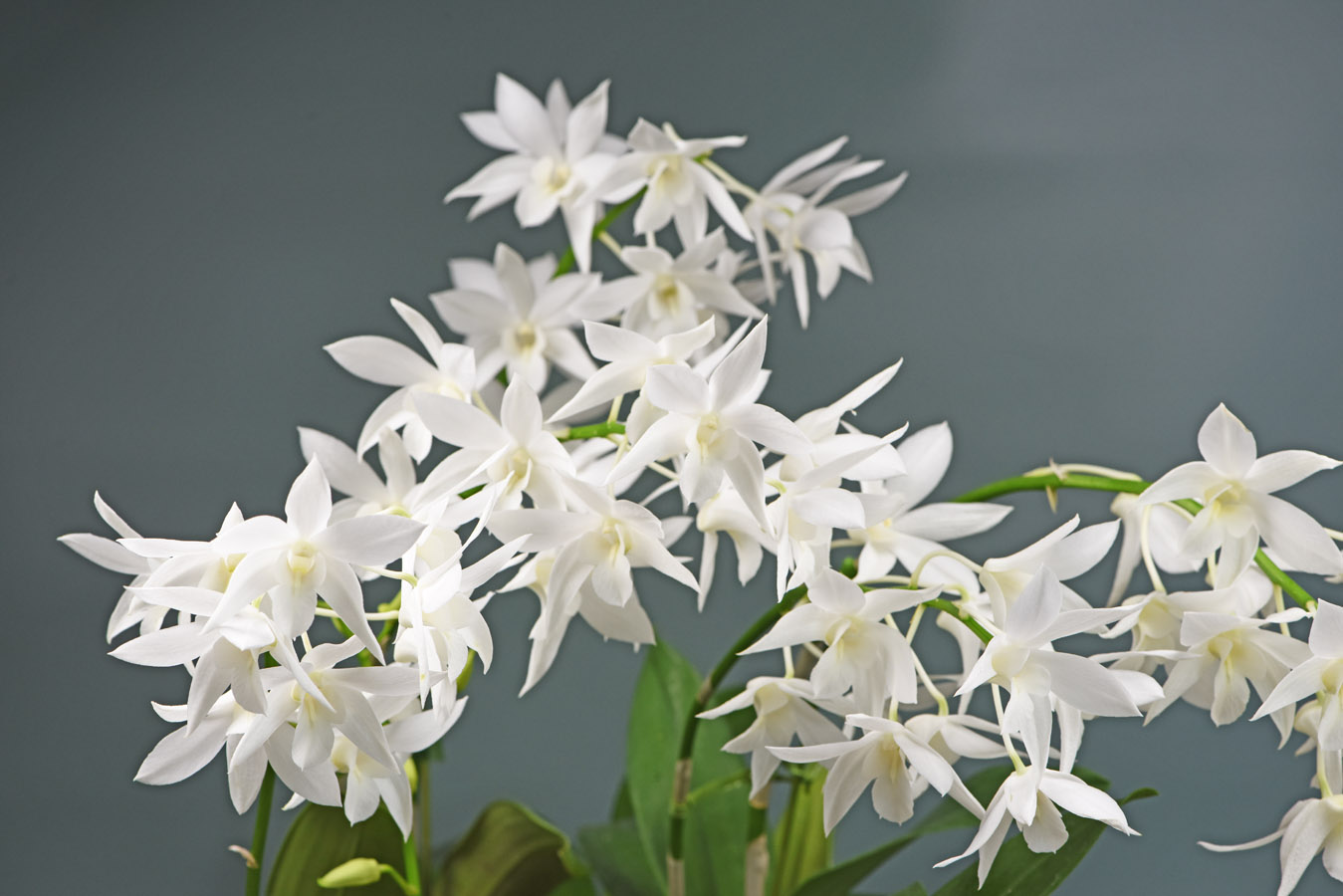大型株第1位 - Dendrobium White Grace 'Sato'　鈴木隆夫