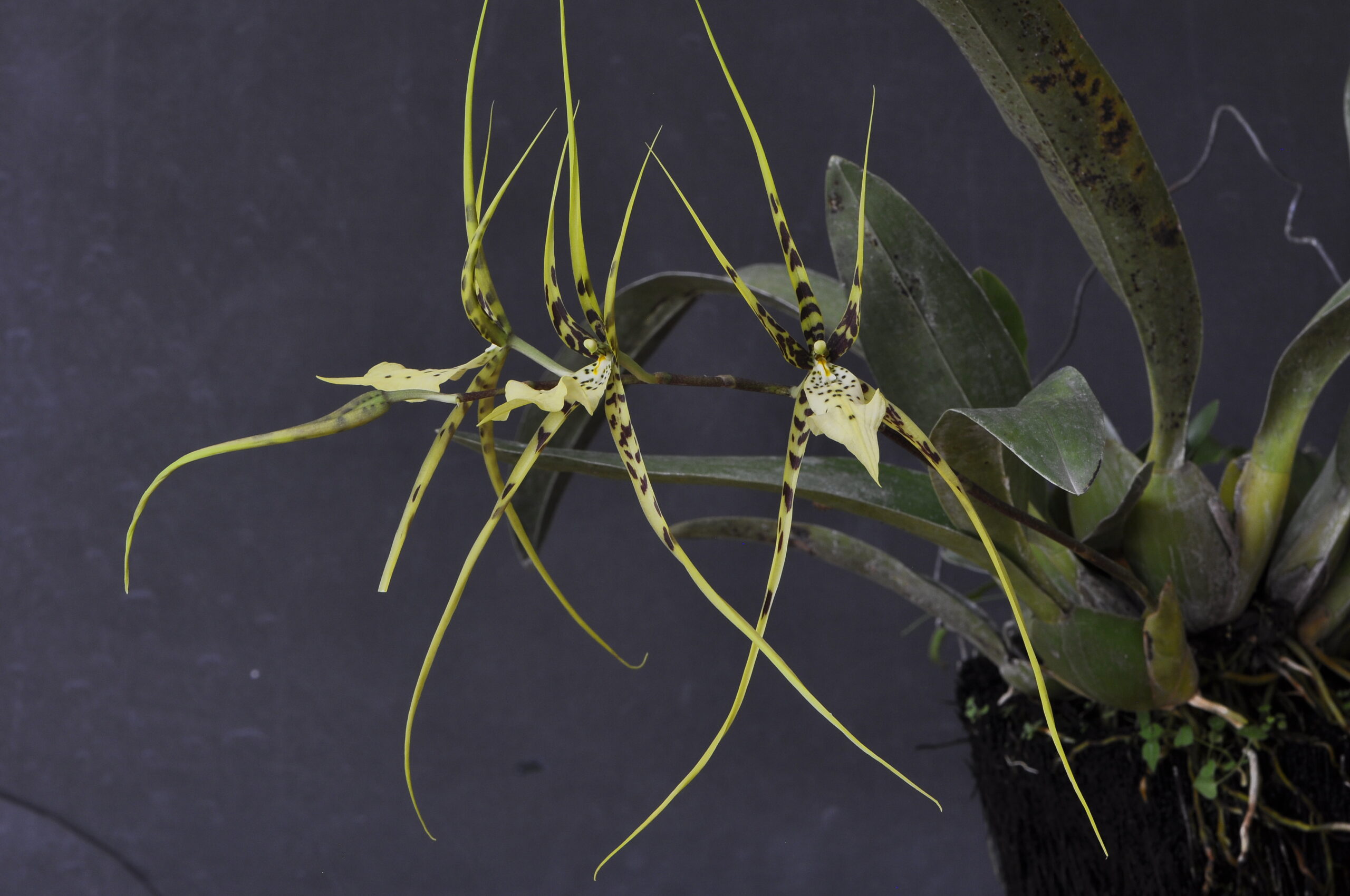 Brassia caudata 　（ブラシア　カウダタ）　(L.)Lindl. 1824