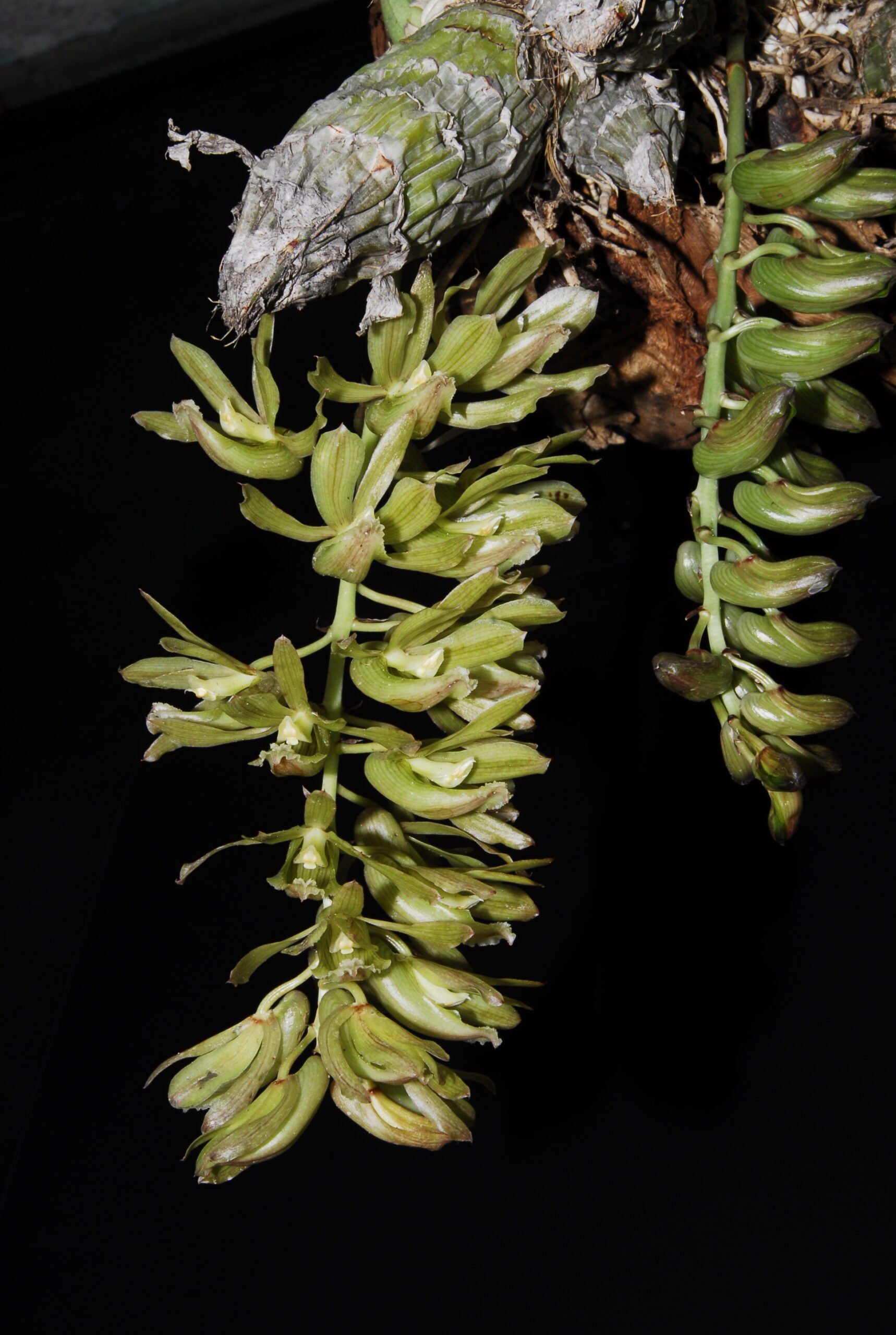 Clowesia thylaciochila　（クロウエシア　ティラシオキラ）　(Lem.)Dodson 1975