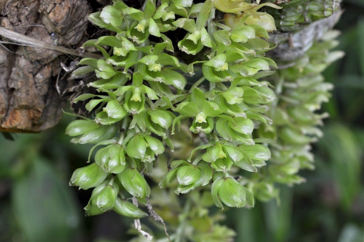 Clowesia russelliana　（クロウエシア　ルセリアナ）　(Hook) Dodson 1975