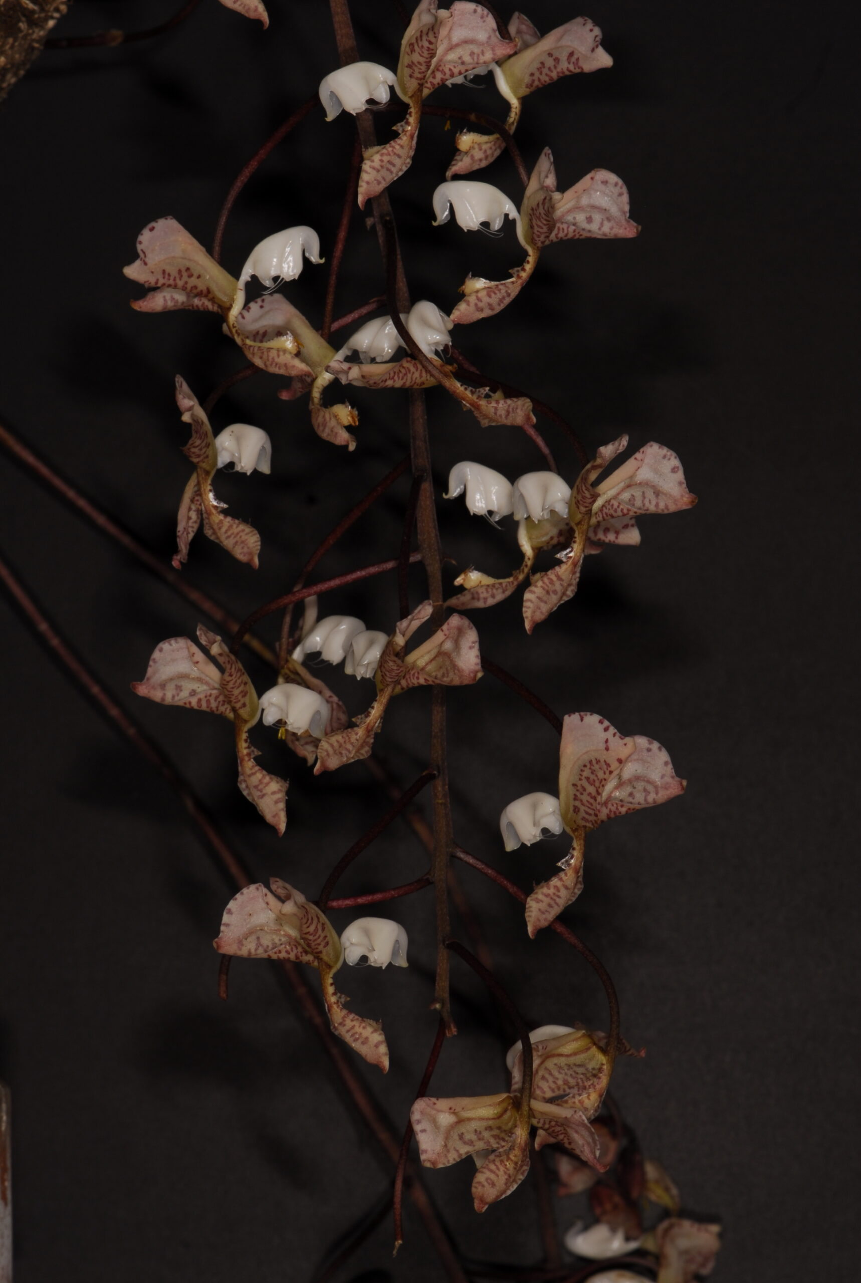 Gongora truncata　（ゴンゴラ　トゥルンカタ）Lindley 1843