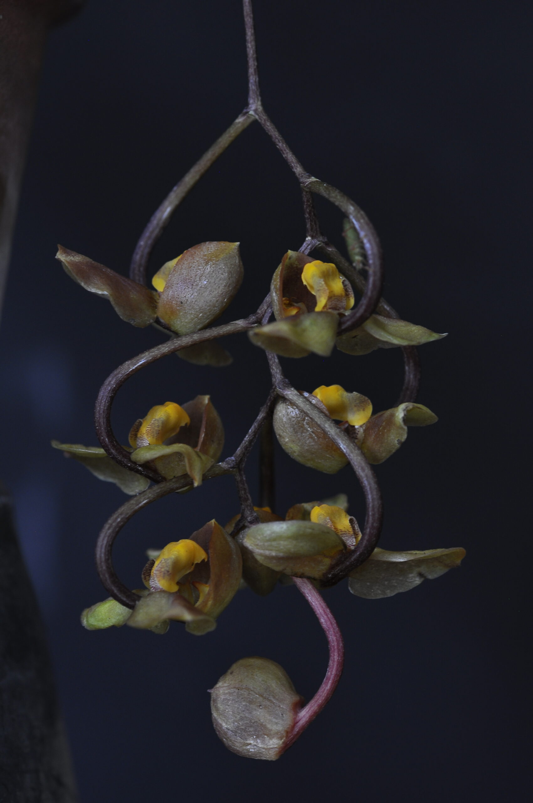 Gongora cassidea　（ゴンゴラ　カシデア）Rchb.f. 1864