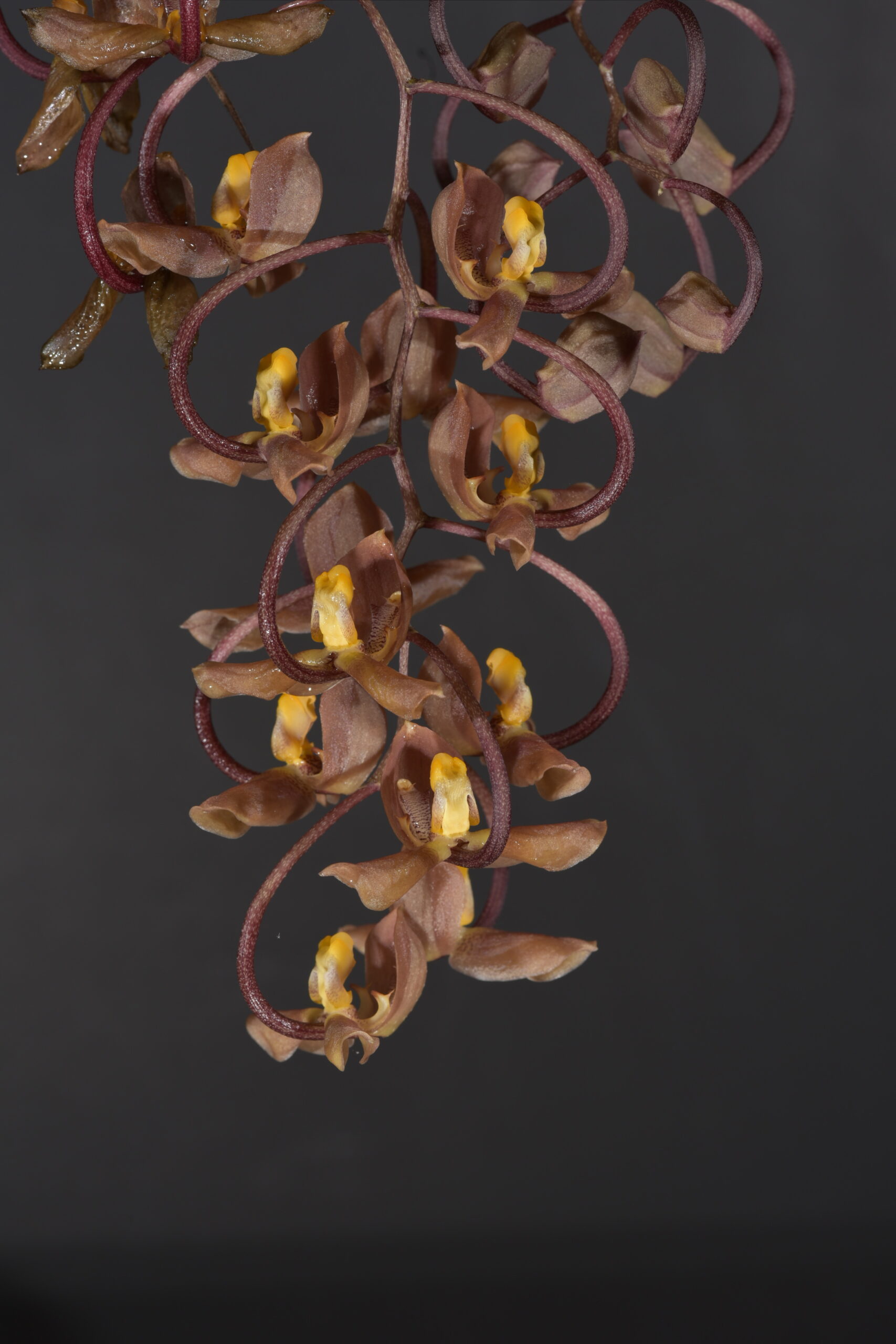 Gongora galeata　（ゴンゴラ　ガレアタ）(Lindley)Rchb. f. 1854