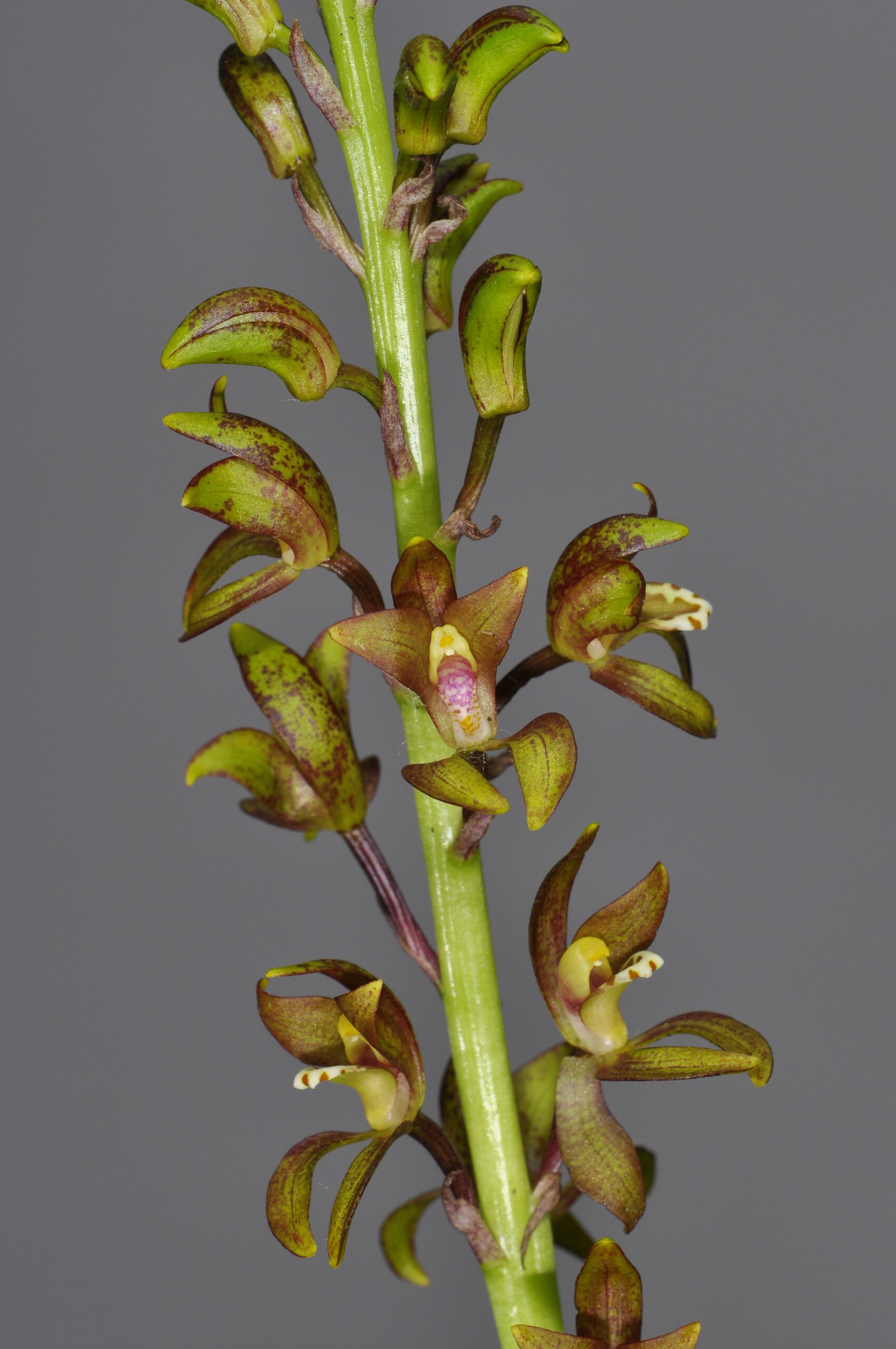 Govenia lagenophora （ゴべニア　ラゲノフォラ）Lindley 1839