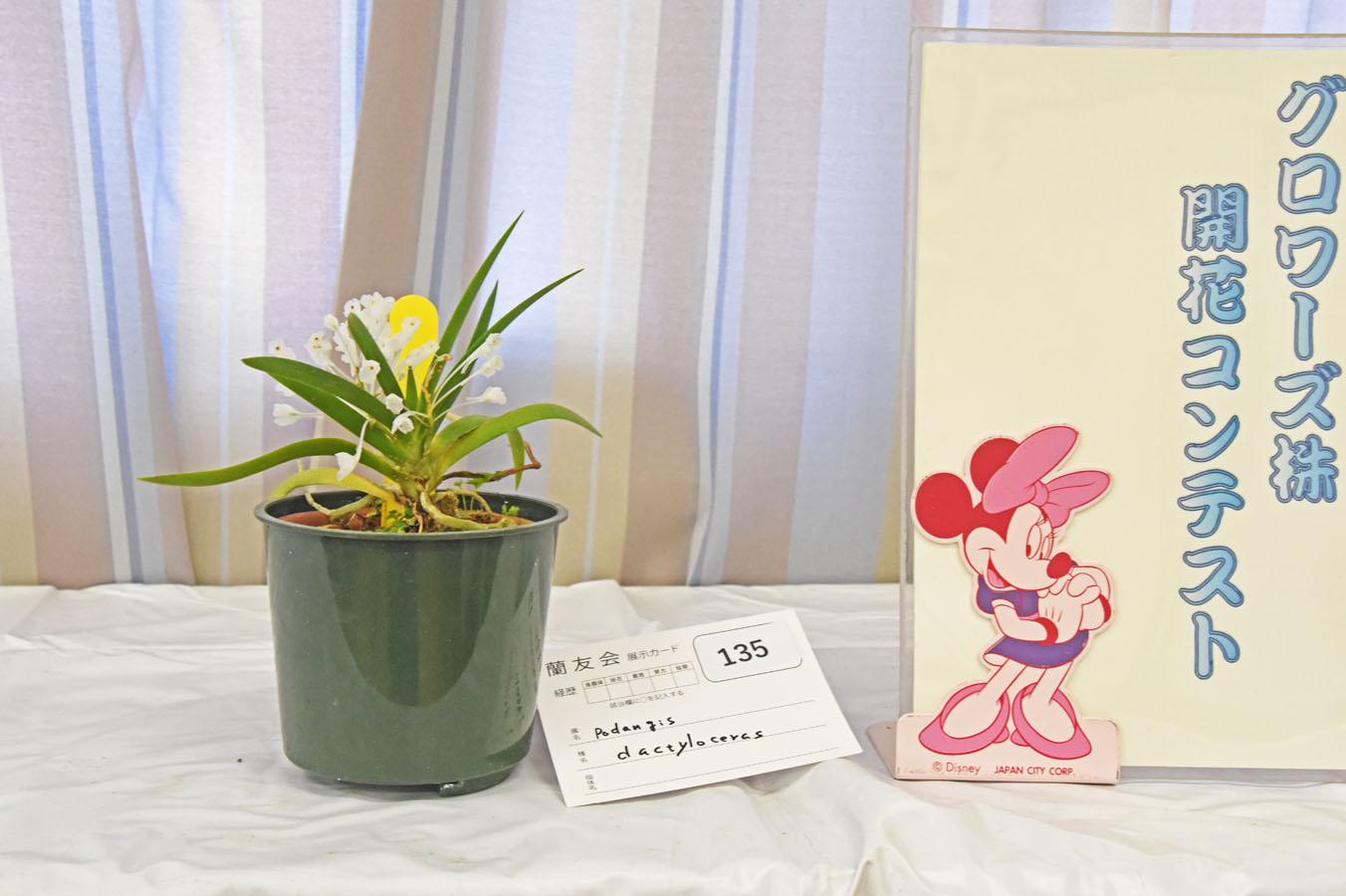 グロワーズの出品は1株でした