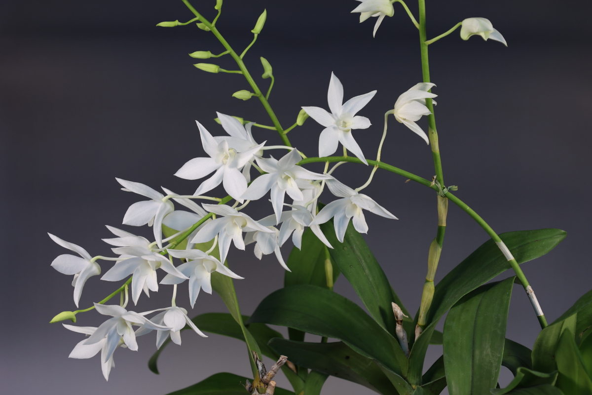 大型株第1位 - Dendrobium White Grace 'Sato'　鈴木隆夫