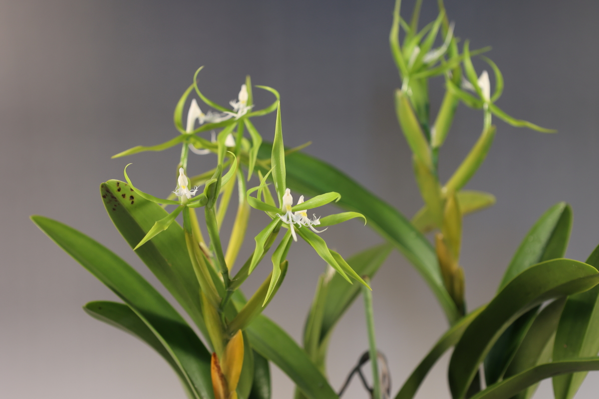 大型株第2位 - Epidendrum ciliare 'Viverde'　清水達夫