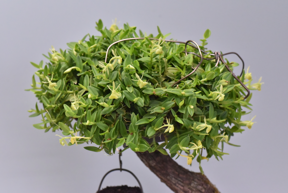 小型株第2位・栽培賞 - Epidendrum porpax f. alba　武井直義