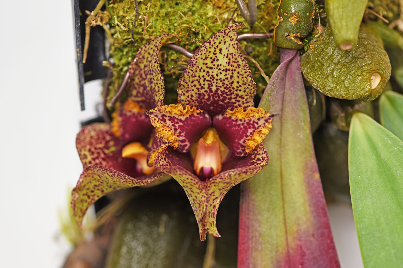 大型株第3位 - Bulbophyllum macrobulbum　櫻井　一
