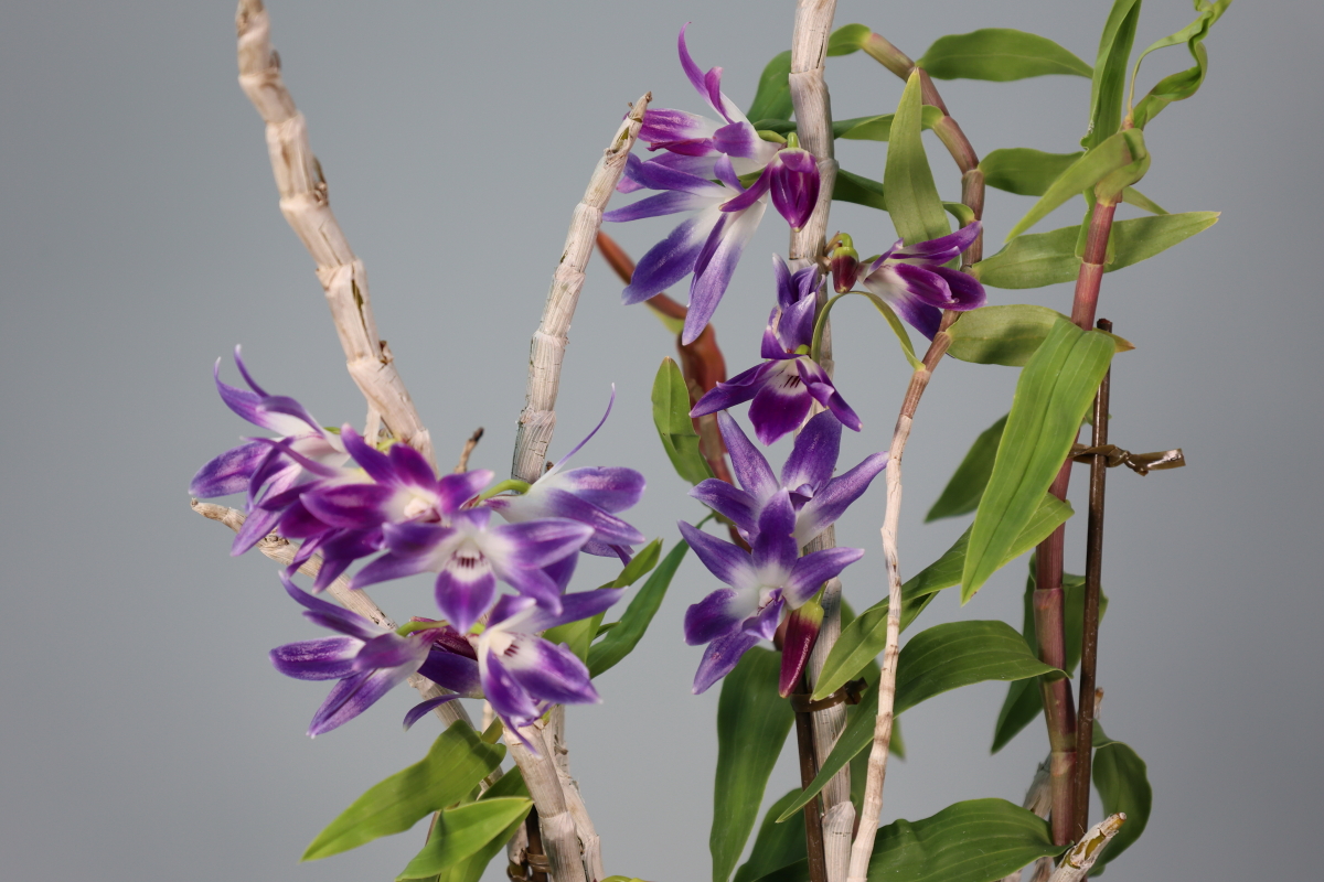 大型株第3位 - Dendrobium victoriae-reginae	('Sirabe'×'Lovery')　里見武志