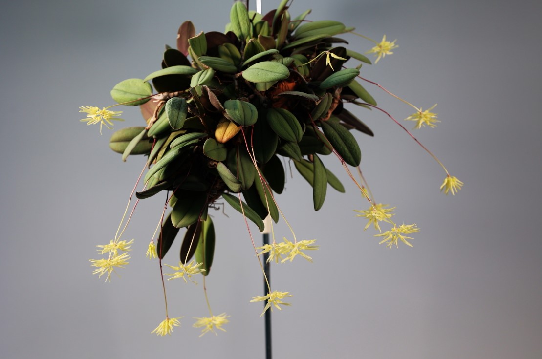 小型株第1位 - Bulbophyllum purpurascens　唐木善孝